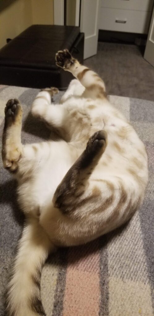 A cat