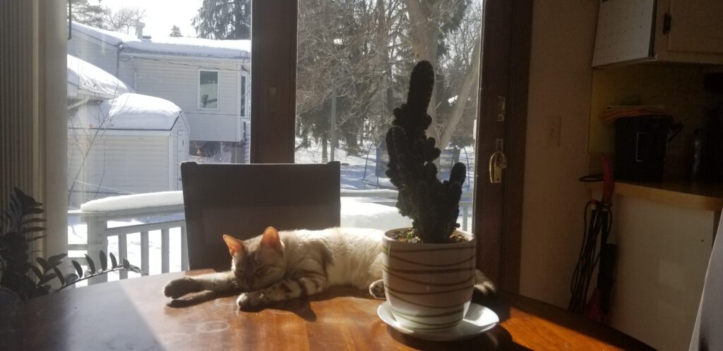A cat