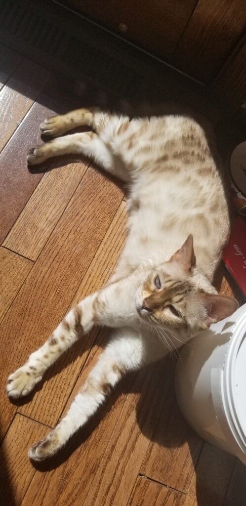 A cat