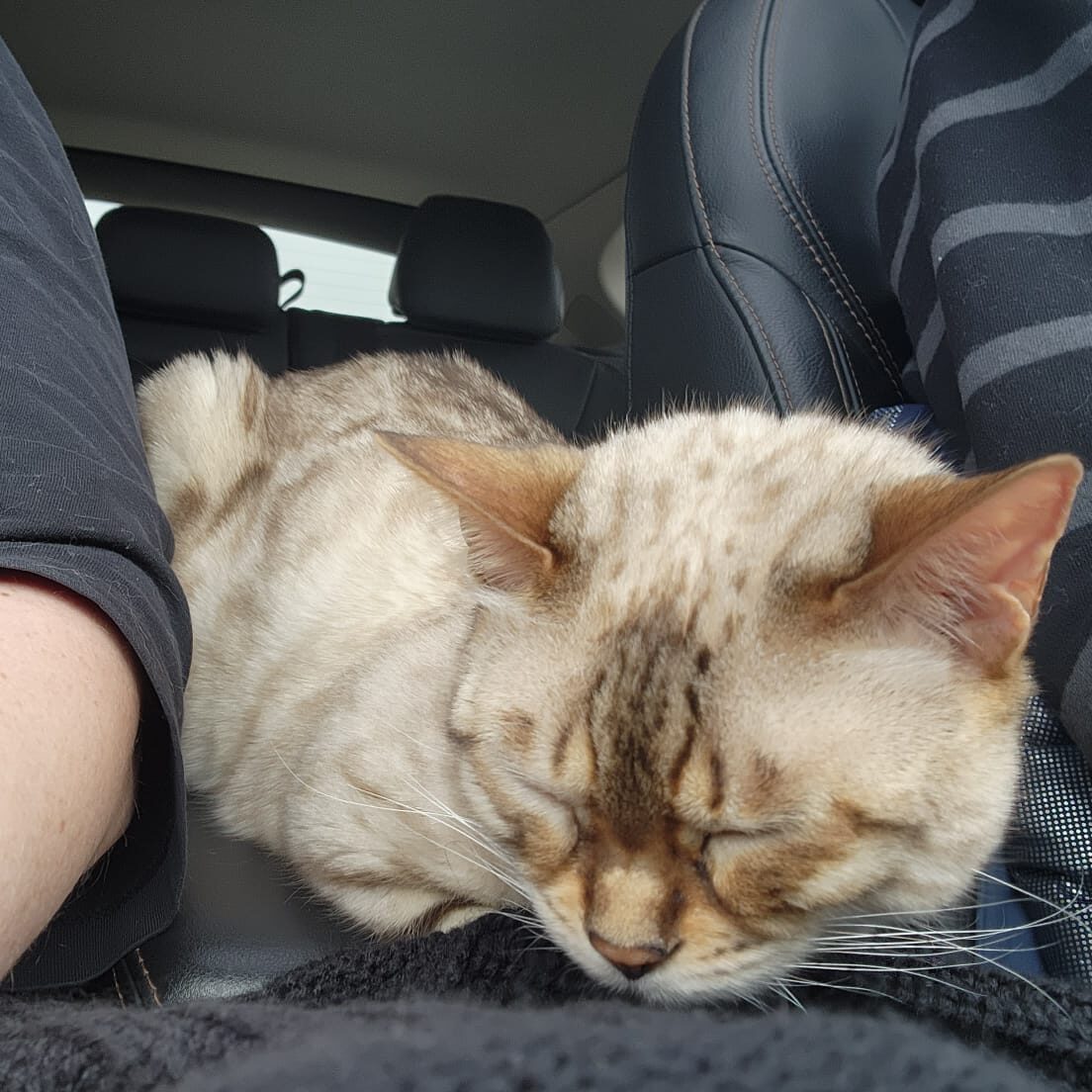 A cat